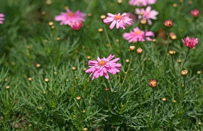 玛格丽特花怎么养