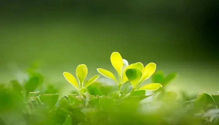 碰碰香的花语 碰碰香的花语是什么