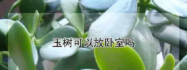 玉树可以放卧室吗