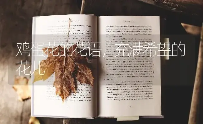 鸡蛋花的花语，充满希望的花儿 | 绿植寓意