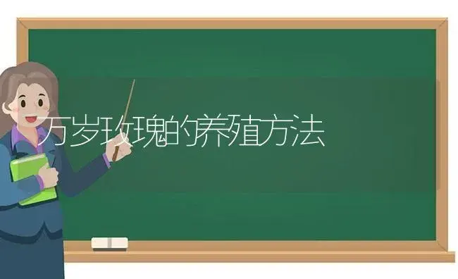 万岁玫瑰的养殖方法 | 绿植常识