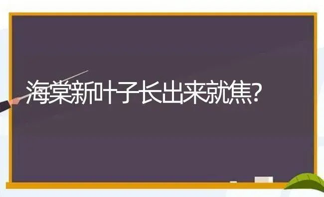 海棠新叶子长出来就焦？ | 绿植常识