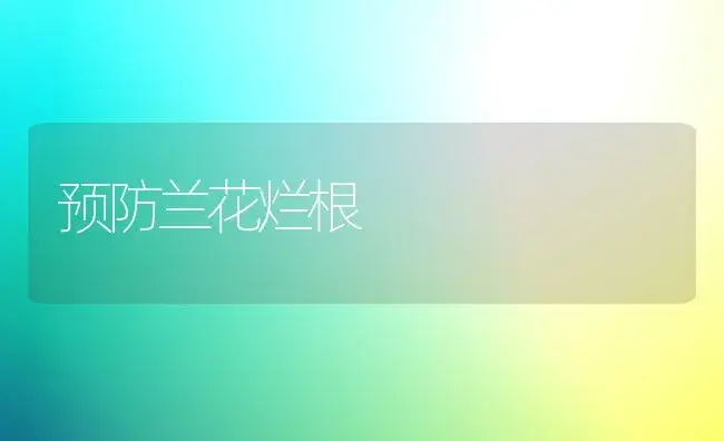 预防兰花烂根 | 家庭养花