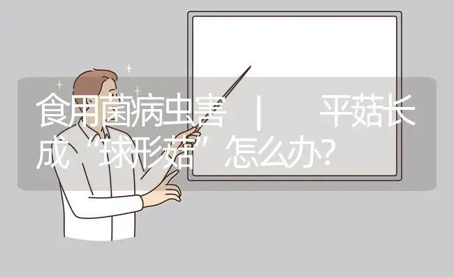 平菇长成“球形菇”怎么办？ | 菌菇种植
