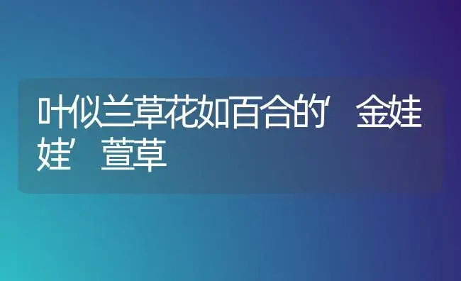 叶似兰草花如百合的‘金娃娃’萱草 | 家庭养花