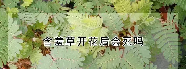 含羞草开花后会死吗