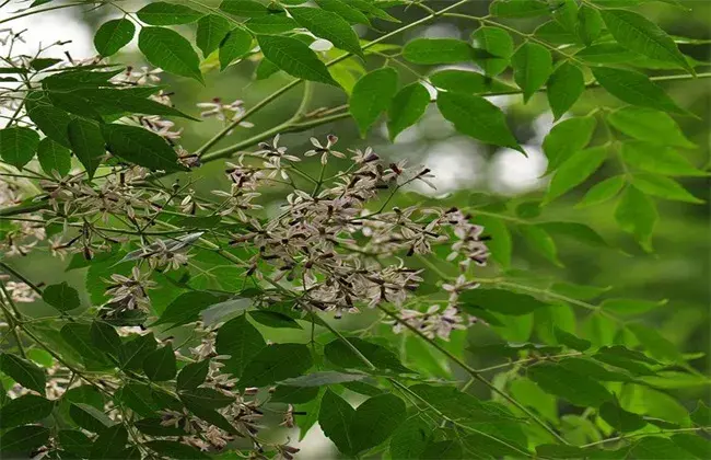 苦楝的种植技术