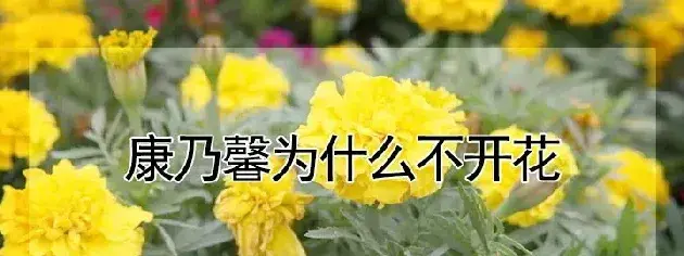 康乃馨为什么不开花