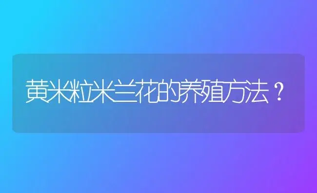 黄米粒米兰花的养殖方法？ | 绿植常识