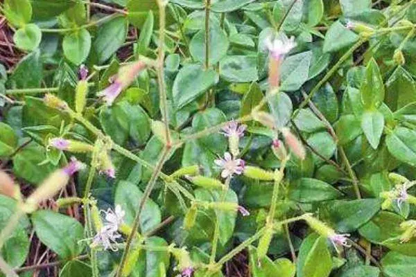 适合云南种植的药材，分布地区