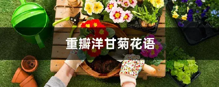 重瓣洋甘菊花语