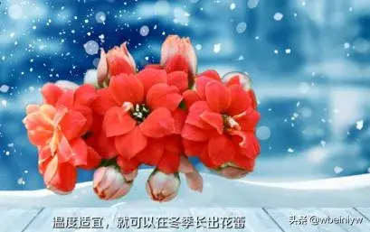 长寿花不开花怎么办？