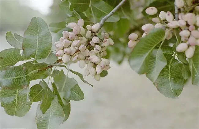 开心果树栽培的堤防事项