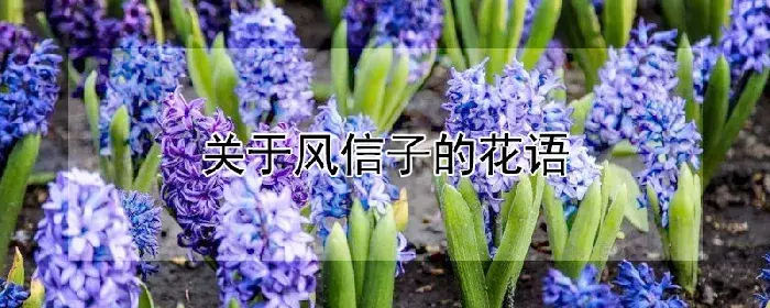 关于风信子的花语