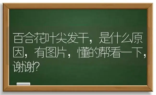 百合花叶尖发干，是什么原因，有图片，懂的帮看一下，谢谢？ | 绿植常识