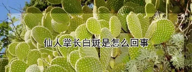 仙人掌长白斑是怎么回事