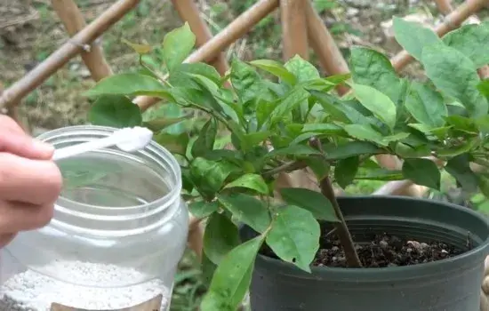 盆栽施肥 | 三角梅出现花苞的时候需要加肥料吗