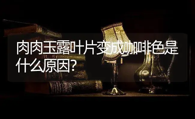 肉肉玉露叶片变成咖啡色是什么原因？ | 多肉养殖