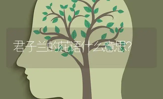 君子兰的花语什么意思？ | 绿植常识