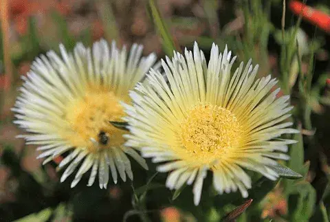 松叶菊花花语有哪些？