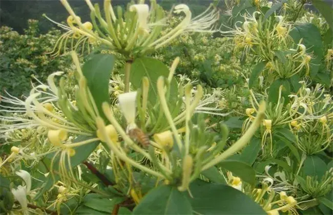 金银花田间管理技术