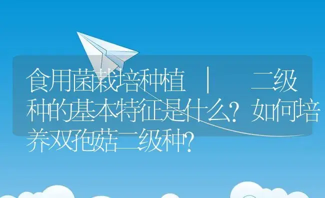 二级种的基本特征是什么？如何培养双孢菇二级种？ | 菌菇种植