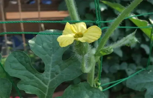 西瓜开花结果期的管理