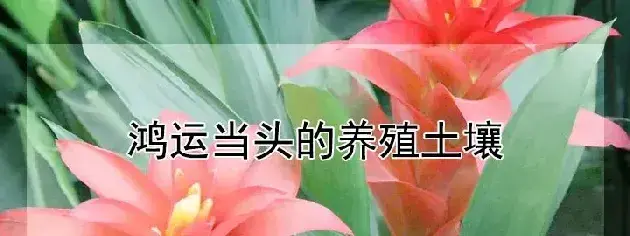 鸿运当头的养殖土壤