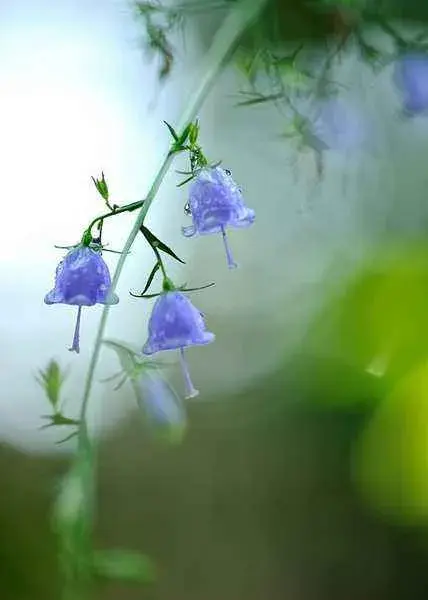 风铃草的花语，风铃草种植方法