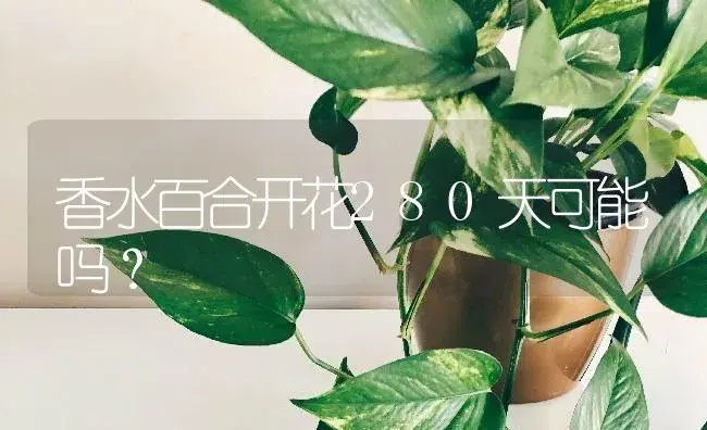 香水百合开花280天可能吗？ | 绿植常识