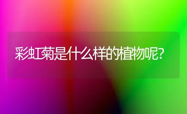 彩虹菊是什么样的植物呢？ | 多肉养殖