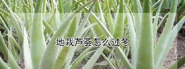 地栽芦荟怎么过冬