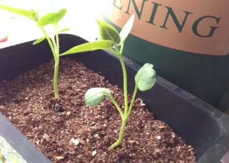 花卉果蔬盆景 | 茉莉种子种植方法