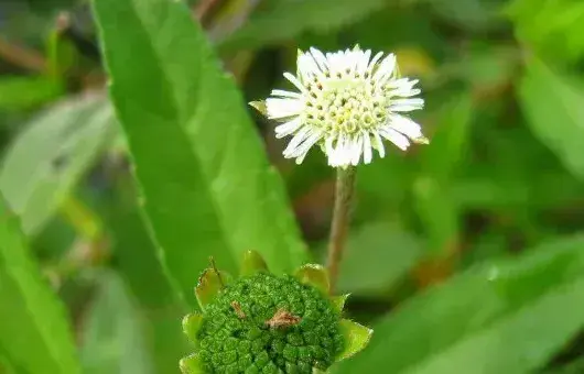 墨旱莲什么时间播种为宜？墨旱莲种植及病虫害防治