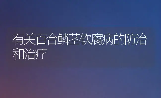 有关百合鳞茎软腐病的防治和治疗 | 家庭养花