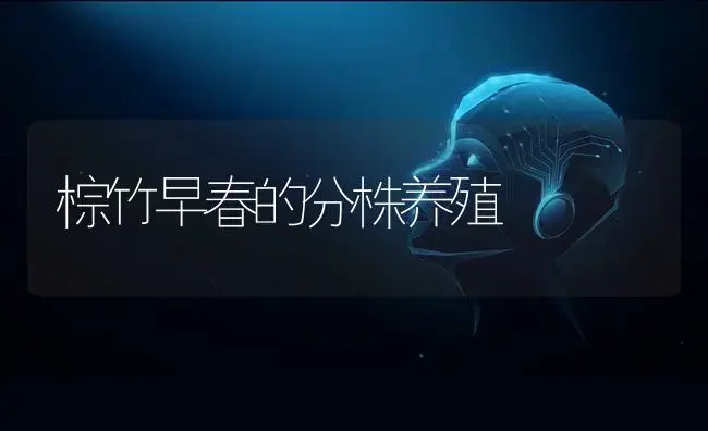 棕竹早春的分株养殖 | 特种种植