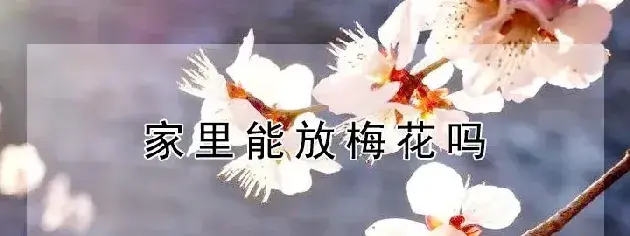 家里能放梅花吗