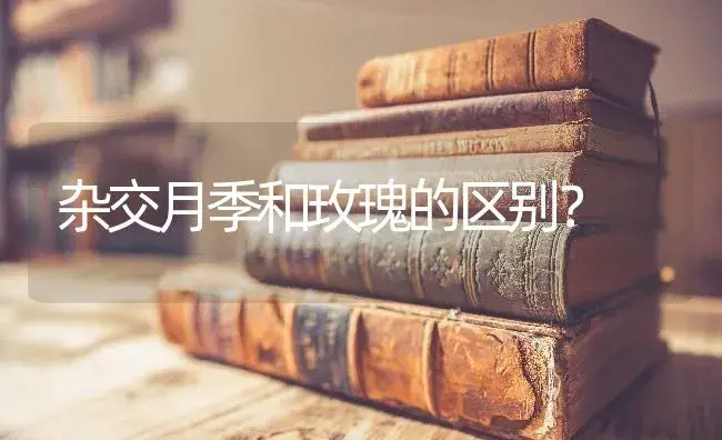 杂交月季和玫瑰的区别？ | 绿植常识