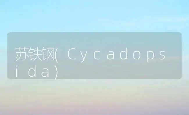 苏铁钢(Cycadopsida) | 家庭养花