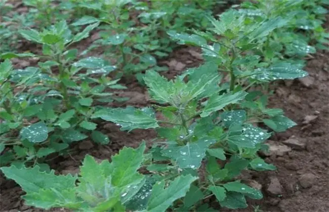 藜麦的繁育办法