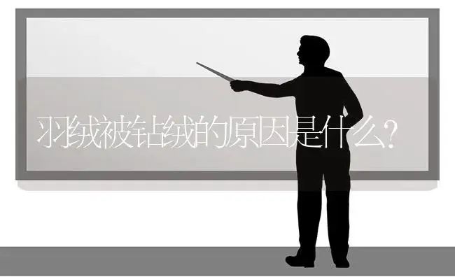 羽绒被钻绒的原因是什么？ | 多肉养殖