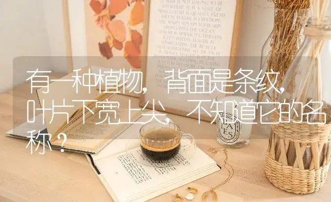 有一种植物,背面是条纹,叶片下宽上尖,不知道它的名称？ | 多肉养殖