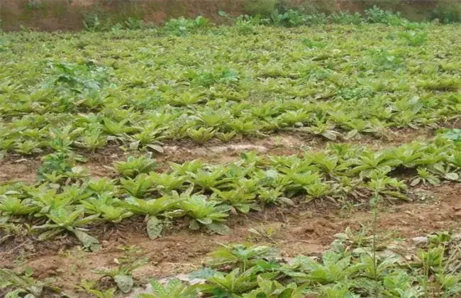 生地的栽培技术