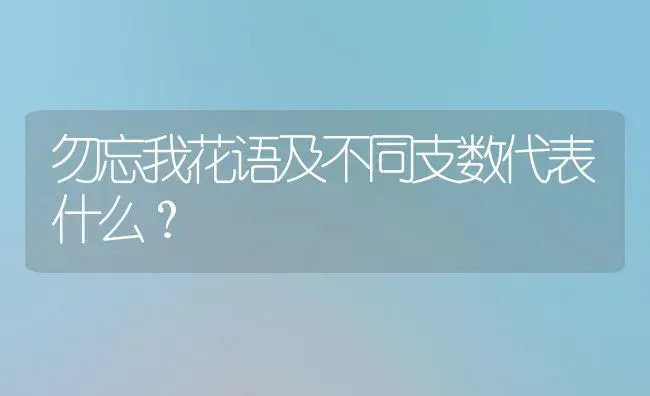 勿忘我花语及不同支数代表什么？ | 绿植常识