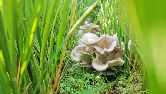 云南通海县加快推进“水稻+食用菌”种植模式