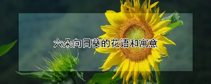 六朵向日葵的花语和寓意