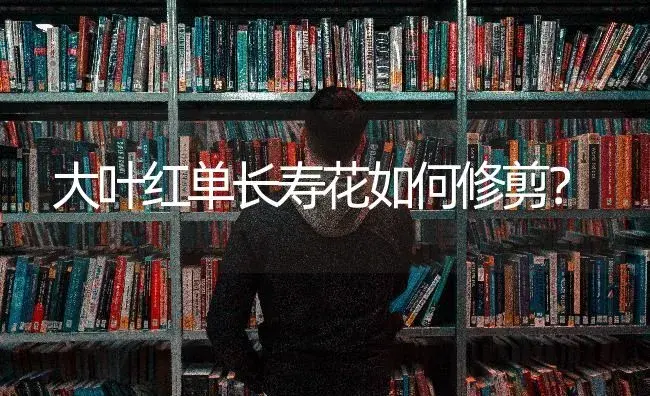 大叶红单长寿花如何修剪？ | 多肉养殖