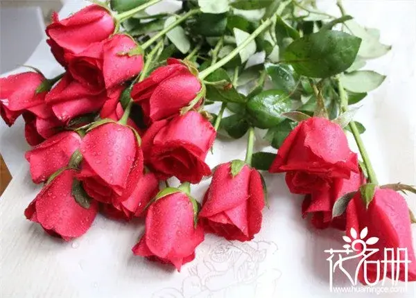 25朵玫瑰花语是什么，祝你幸福_花语大全