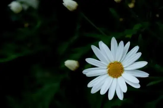 小白菊的花语和寓意：小白菊的花语 小白菊的寓意