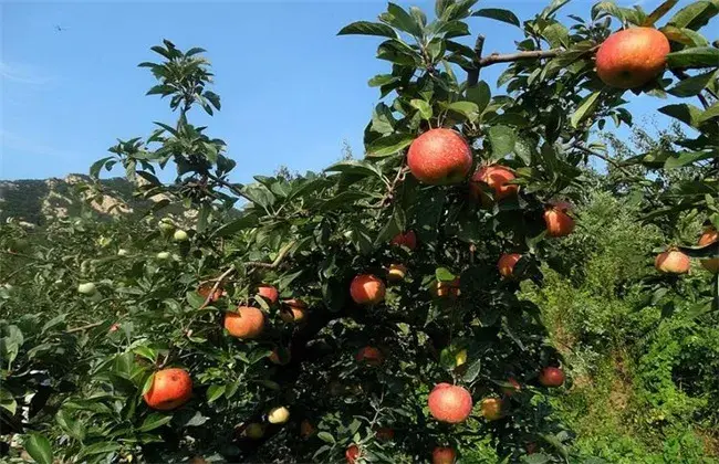 苹果园夏天管理技术要点